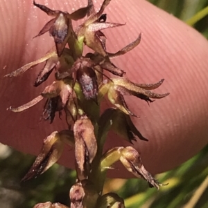 Corunastylis filiforme at Boolijah, NSW - suppressed