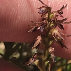 Corunastylis filiforme at Boolijah, NSW - suppressed