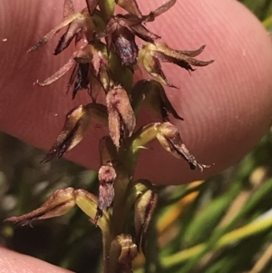 Corunastylis filiforme at Boolijah, NSW - suppressed