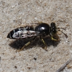 Bembix sp. (genus) (Unidentified Bembix sand wasp) at Vincentia, NSW - 21 Jan 2023 by RobG1