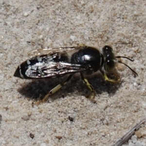 Bembix sp. (genus) at Vincentia, NSW - suppressed