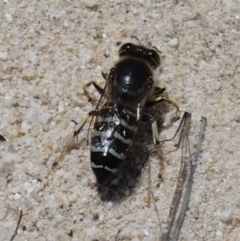 Bembix sp. (genus) at Vincentia, NSW - suppressed