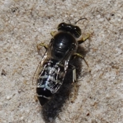 Bembix sp. (genus) at Vincentia, NSW - suppressed