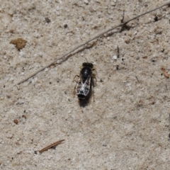Bembix sp. (genus) at Vincentia, NSW - suppressed