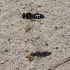 Bembix sp. (genus) at Vincentia, NSW - suppressed