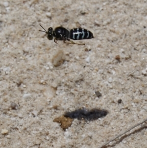 Bembix sp. (genus) at Vincentia, NSW - suppressed