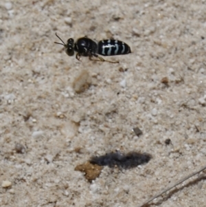 Bembix sp. (genus) at Vincentia, NSW - 21 Jan 2023