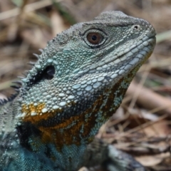 Intellagama lesueurii howittii (Gippsland Water Dragon) at Point Hut to Tharwa - 25 Jan 2023 by RodDeb