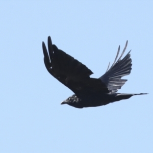 Corvus coronoides at Hawker, ACT - 25 Jan 2023 09:24 AM