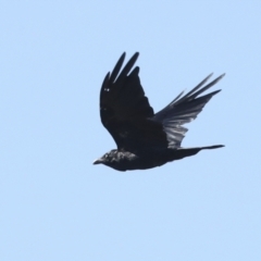 Corvus coronoides at Hawker, ACT - 25 Jan 2023 09:24 AM