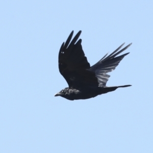 Corvus coronoides at Hawker, ACT - 25 Jan 2023 09:24 AM