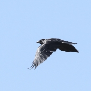 Corvus coronoides at Hawker, ACT - 25 Jan 2023 09:24 AM