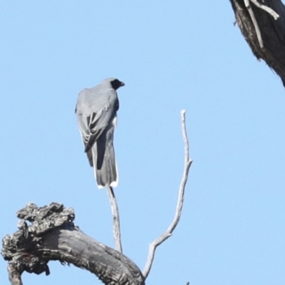 Coracina novaehollandiae (Black-faced Cuckooshrike) at Hawker, ACT - 24 Jan 2023 by AlisonMilton