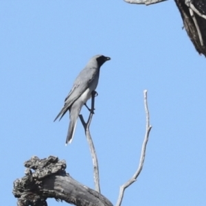 Coracina novaehollandiae at Hawker, ACT - 25 Jan 2023