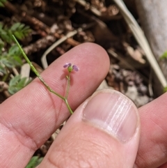 Cardamine lilacina (Lilac Bitter-cress) at Cotter River, ACT - 25 Jan 2023 by MattM