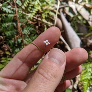 Cardamine lilacina at Namadgi National Park - 25 Jan 2023