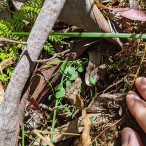 Cardamine lilacina at Namadgi National Park - 25 Jan 2023