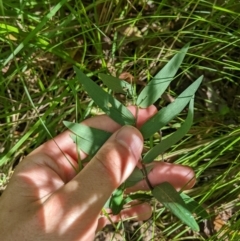 Drymophila cyanocarpa at Cotter River, ACT - 25 Jan 2023