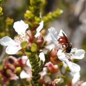 Exoneura sp. (genus) at Vincentia, NSW - 21 Jan 2023