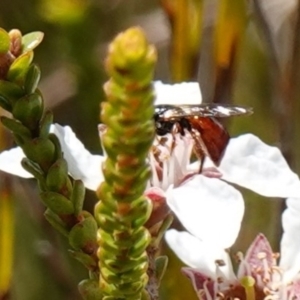 Exoneura sp. (genus) at Vincentia, NSW - 21 Jan 2023