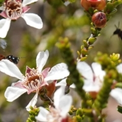 Exoneura sp. (genus) at Vincentia, NSW - suppressed