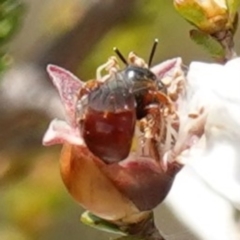 Exoneura sp. (genus) at Vincentia, NSW - 21 Jan 2023