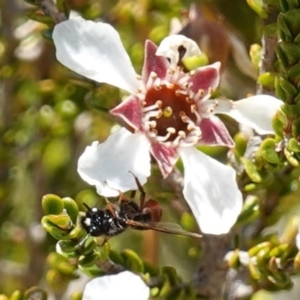 Exoneura sp. (genus) at Vincentia, NSW - 21 Jan 2023