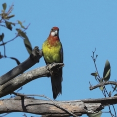 Platycercus eximius (Eastern Rosella) at Hawker, ACT - 24 Jan 2023 by AlisonMilton