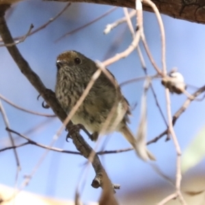 Acanthiza pusilla at Hawker, ACT - 25 Jan 2023 09:14 AM