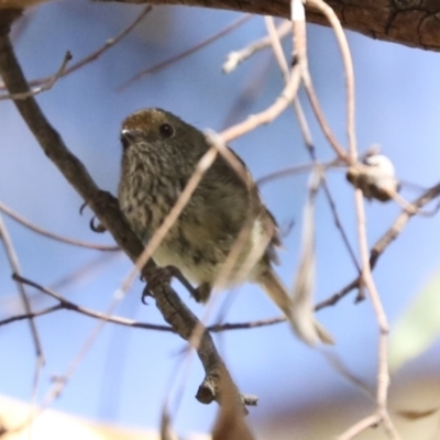 Acanthiza pusilla (Brown Thornbill) at Hawker, ACT - 25 Jan 2023 by AlisonMilton