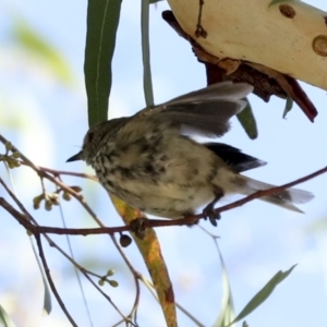 Acanthiza pusilla at Hawker, ACT - 25 Jan 2023 09:14 AM