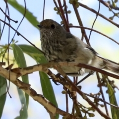 Acanthiza pusilla at Hawker, ACT - 25 Jan 2023