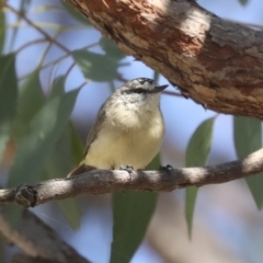 Acanthiza chrysorrhoa (Yellow-rumped Thornbill) at Hawker, ACT - 24 Jan 2023 by AlisonMilton