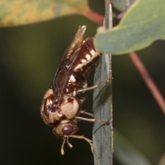 Pergagrapta polita (Sawfly) at Higgins, ACT - 12 Jan 2023 by AlisonMilton