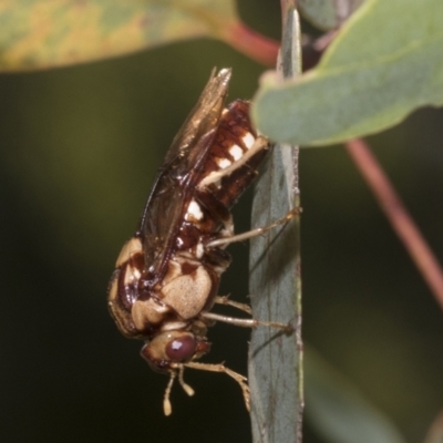 Pergagrapta polita (Sawfly) at Higgins, ACT - 12 Jan 2023 by AlisonMilton