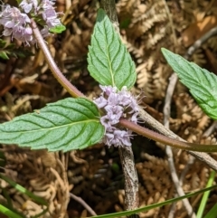 Mentha laxiflora (Forest Mint) at Cotter River, ACT - 25 Jan 2023 by MattM