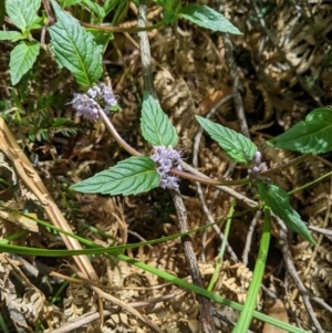 Mentha laxiflora at Cotter River, ACT - 25 Jan 2023