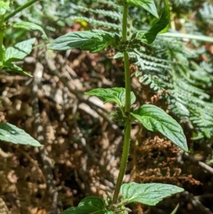 Mentha laxiflora at Cotter River, ACT - 25 Jan 2023 12:08 PM