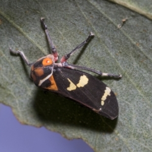 Eurymeloides pulchra at Higgins, ACT - 12 Jan 2023 03:52 PM