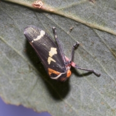 Eurymeloides pulchra at Higgins, ACT - 12 Jan 2023 03:52 PM