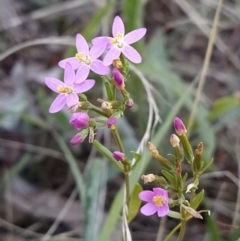 Centaurium sp. (Centaury) at Fadden, ACT - 25 Jan 2023 by KumikoCallaway