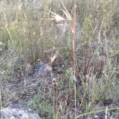 Themeda triandra (Kangaroo Grass) at Fadden, ACT - 25 Jan 2023 by KumikoCallaway