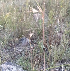 Themeda triandra at Fadden, ACT - 25 Jan 2023