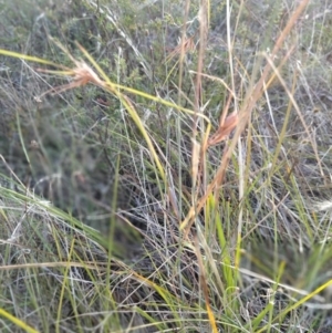 Themeda triandra at Fadden, ACT - 25 Jan 2023 07:24 PM