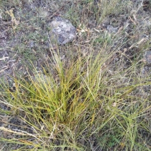 Themeda triandra at Fadden, ACT - 25 Jan 2023