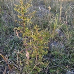 Leucopogon fletcheri subsp. brevisepalus (Twin Flower Beard-Heath) at Wanniassa Hill - 25 Jan 2023 by KumikoCallaway
