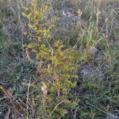 Leucopogon fletcheri subsp. brevisepalus (Twin Flower Beard-Heath) at Fadden, ACT - 25 Jan 2023 by KumikoCallaway