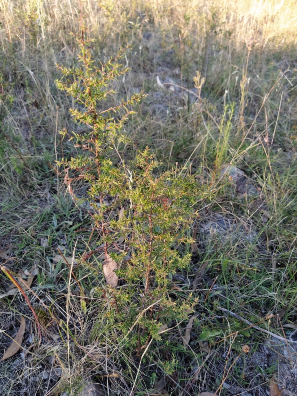 Leucopogon fletcheri subsp. brevisepalus at Fadden, ACT - 25 Jan 2023