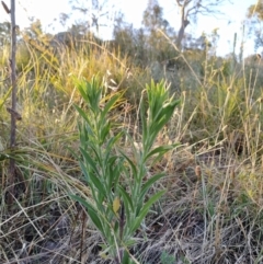 Erigeron sumatrensis (Tall Fleabane) at Fadden, ACT - 25 Jan 2023 by KumikoCallaway