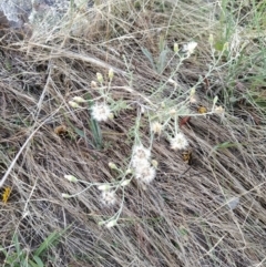 Vittadinia gracilis (New Holland Daisy) at Wanniassa Hill - 25 Jan 2023 by KumikoCallaway